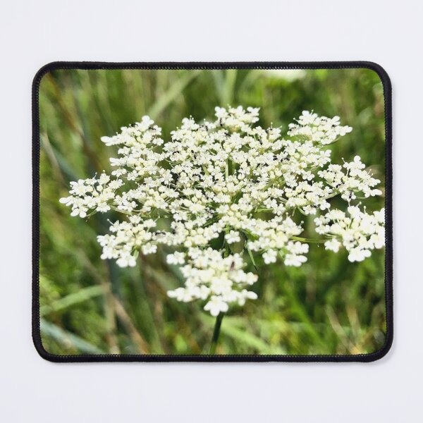 Item preview, Queen Anne's Lace, no filter photograph designed and sold by GiSilver.