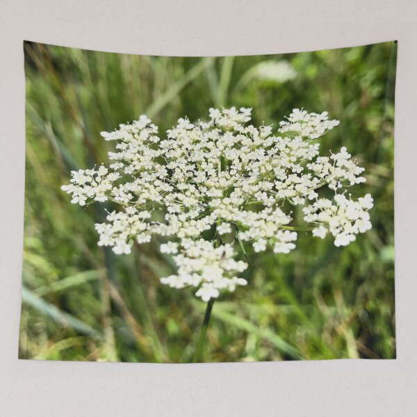 Item preview, Queen Anne's Lace, no filter photograph designed and sold by GiSilver.