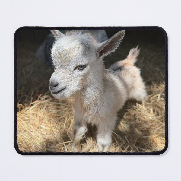 Item preview, Paco the goat designed and sold by emiliabuntz.