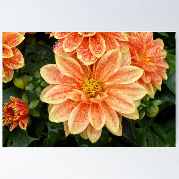 Item preview, Orange dahlia designed and sold by Agnes McGuinness.