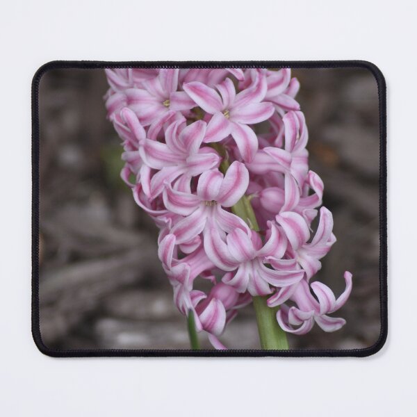 Item preview, Soft Pink White Hyacinth Close-up Photography designed and sold by TathataPhotos.