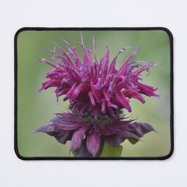 Item preview, Pink Purple Bee Balm Monarda Macro Photography designed and sold by TathataPhotos.