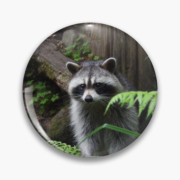 Item preview, Cute Raccoon in the Woods designed and sold by MJ M.
