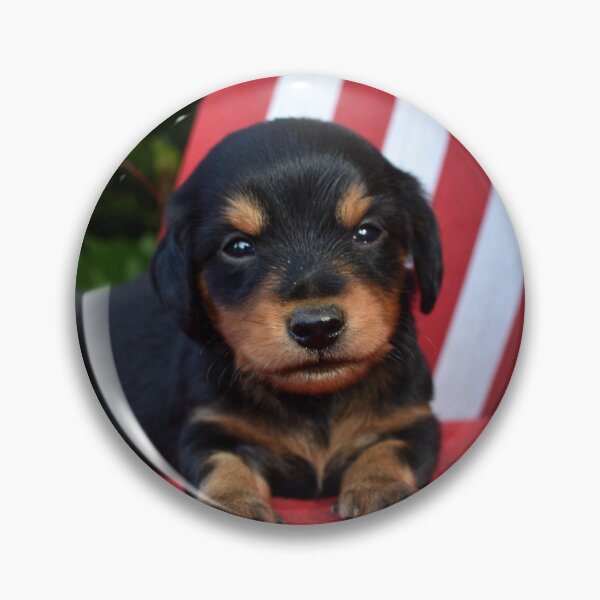 Item preview, Cute little dachshund puppy  designed and sold by OzzyluArt.