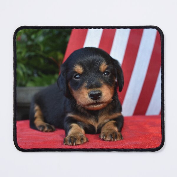 Item preview, Cute little dachshund puppy designed and sold by OzzyluArt.