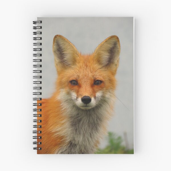 Item preview, Vibrant Fox Portrait Photo designed and sold by JGCPhotography.