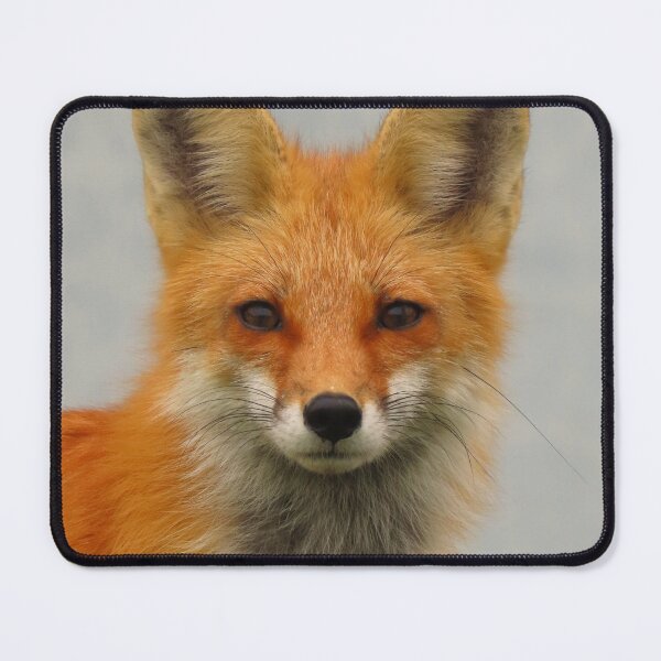 Item preview, Vibrant Fox Portrait Photo designed and sold by JGCPhotography.