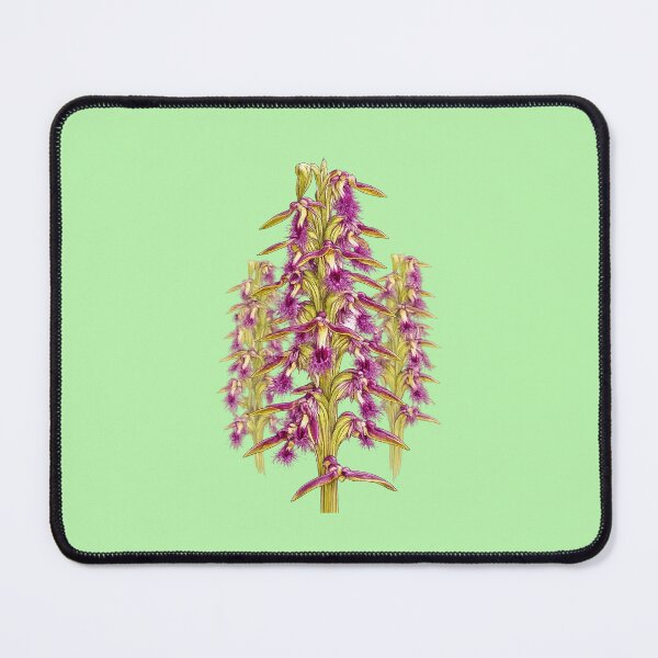 Item preview, Fringed Midge Orchid Genoplesium fimbriatum designed and sold by BlueBandedBee94.