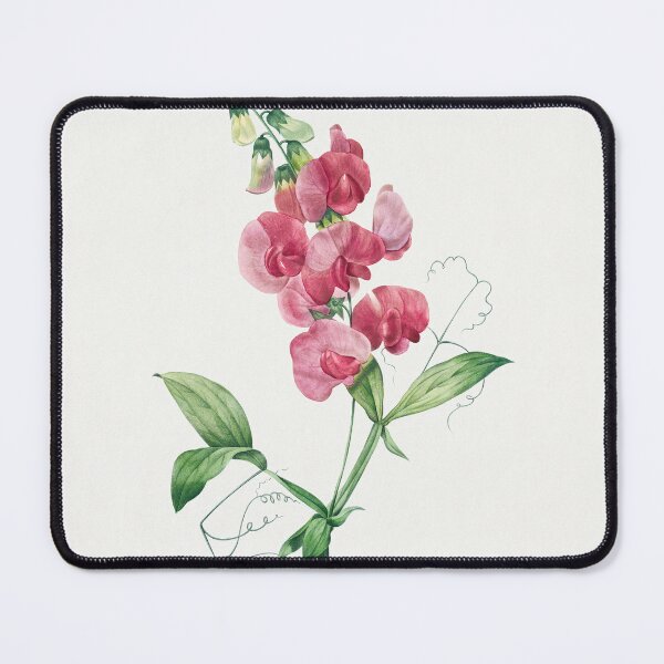 Item preview, Everlasting Sweet Pea Flowers Vintage Botanical Illustration designed and sold by TheRetroArtRoom.