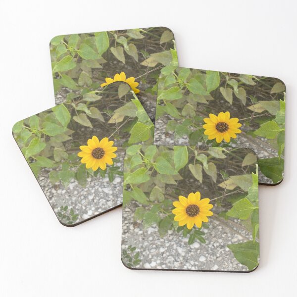 Item preview, Cucumberleaf Sunflower Gasparilla Island FL designed and sold by Donlan-2211.