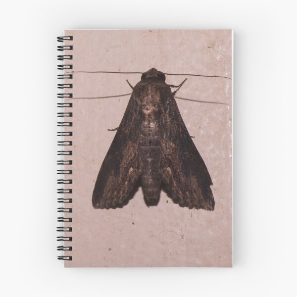 Item preview, Erebidae or Sphingidae designed and sold by ROSE ANN BANILAR.