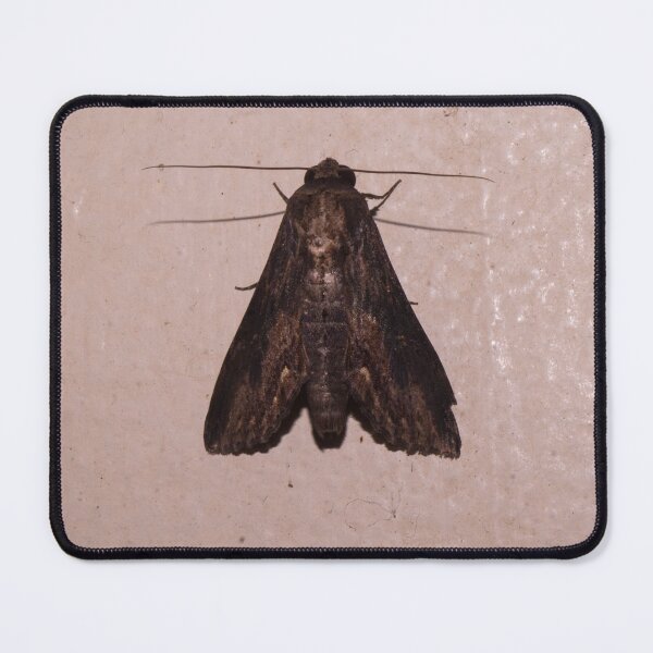 Item preview, Erebidae or Sphingidae designed and sold by ROSE ANN BANILAR.