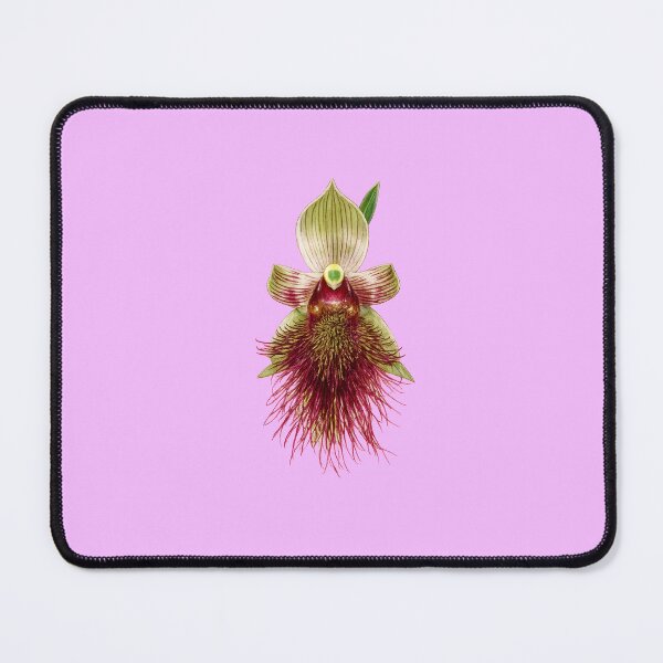 Item preview, Bearded Orchid Calochilus paludosus designed and sold by BlueBandedBee94.