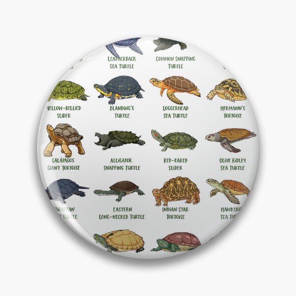 Artikelvorschau, Schildkröten und Wasserschildkröten – T-Shirt mit Schildkrötenarten entworfen und verkauft von KTY-NUSS.