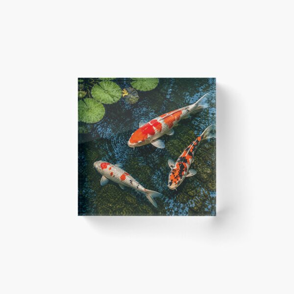 Item preview, Peaceful Koi Trio designed and sold by BlueBandedBee94.