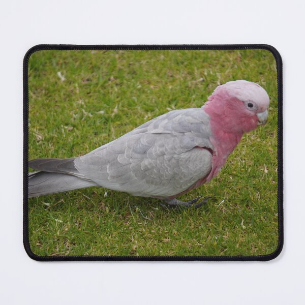 Item preview, Parrot Photography designed and sold by ShaimaaEl.