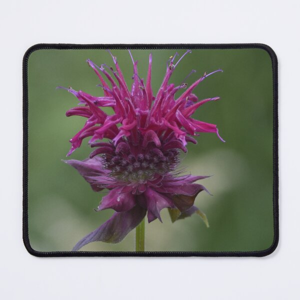 Item preview, Purple Bee Balm Flower Macro Photography designed and sold by TathataPhotos.