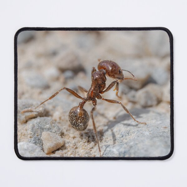 Item preview, Iberian Harvester Ant designed and sold by Ralph Goldsmith.