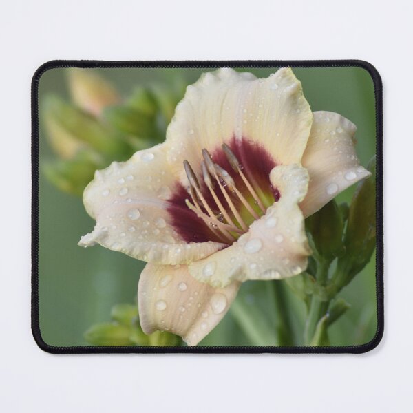 Item preview, Cream Daylily Macro with Dew Drops designed and sold by TathataPhotos.