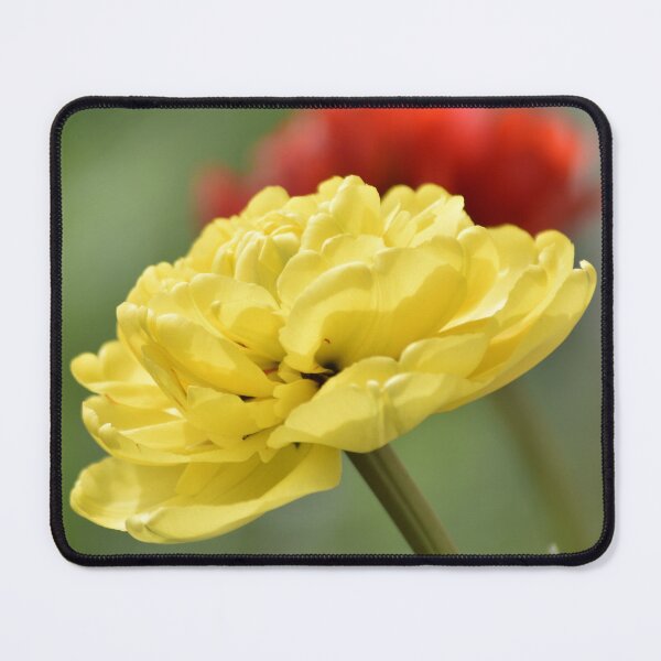 Item preview, Yellow Red Double Tulip Macro Photography designed and sold by TathataPhotos.