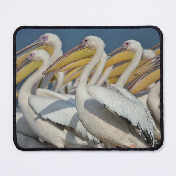 Item preview, A pelicans designed and sold by Amitphotos.