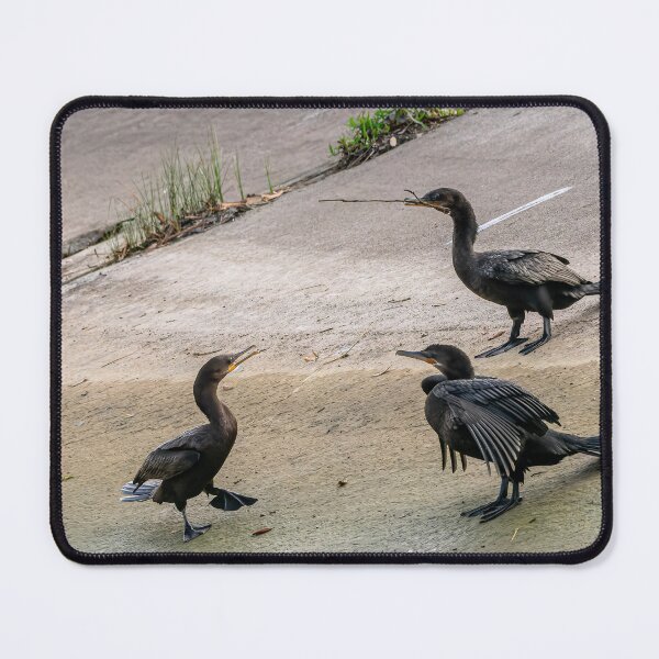 Item preview, Neotropic Cormorants on a Concrete Slab designed and sold by Pondside-Pics.