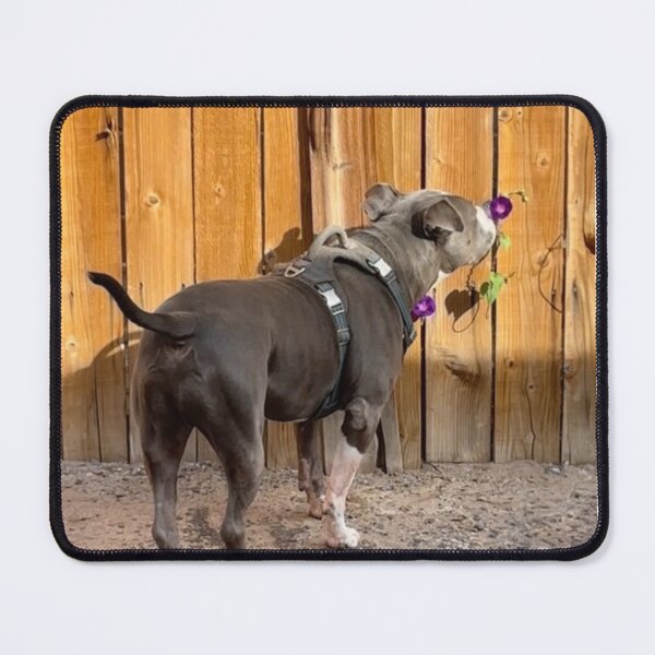 Item preview, Fred Enjoying Morning Glory ABQ NM designed and sold by Donlan-2211.