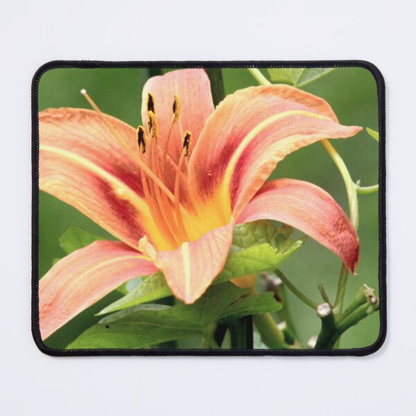 Item preview, Yard Daylily designed and sold by Garbage King's.