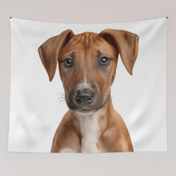 Item preview, Adorable Azawakh pup for Cute Azawakh puppy lovers designed and sold by LazyOwlStore.