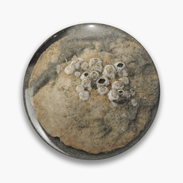 Item preview, Sand Dollar designed and sold by Sometimes-store.