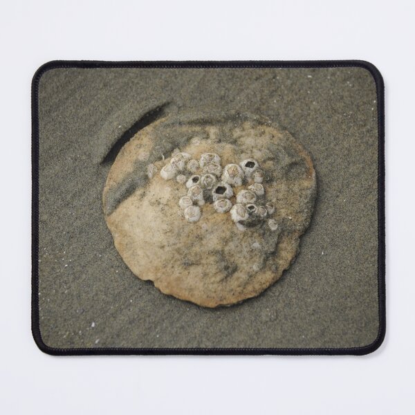 Item preview, Sand Dollar designed and sold by Sometimes-store.