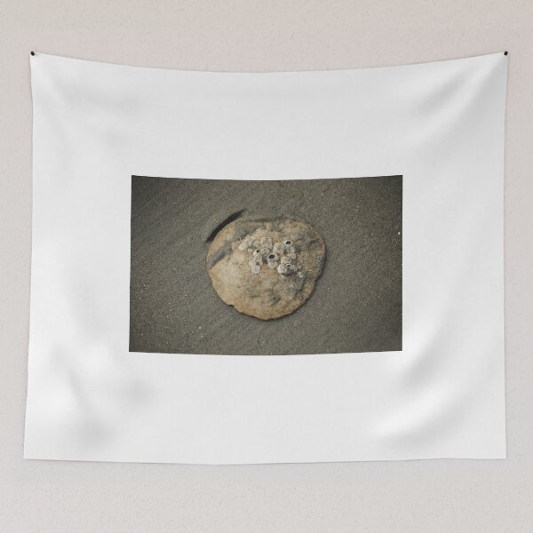 Item preview, Sand Dollar designed and sold by Sometimes-store.