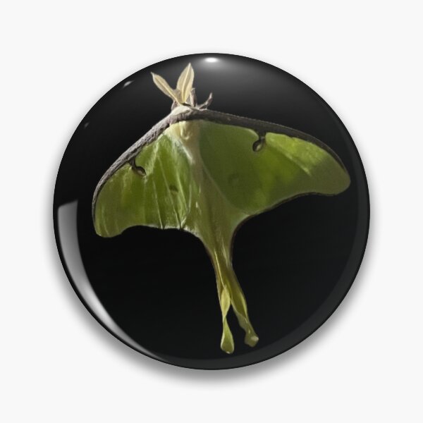 Item preview, Luna Moth photo cut-out designed and sold by GiSilver.