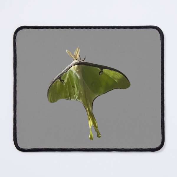 Item preview, Luna Moth photo cut-out designed and sold by GiSilver.