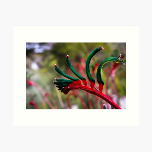 Kangaroo paw Art Print