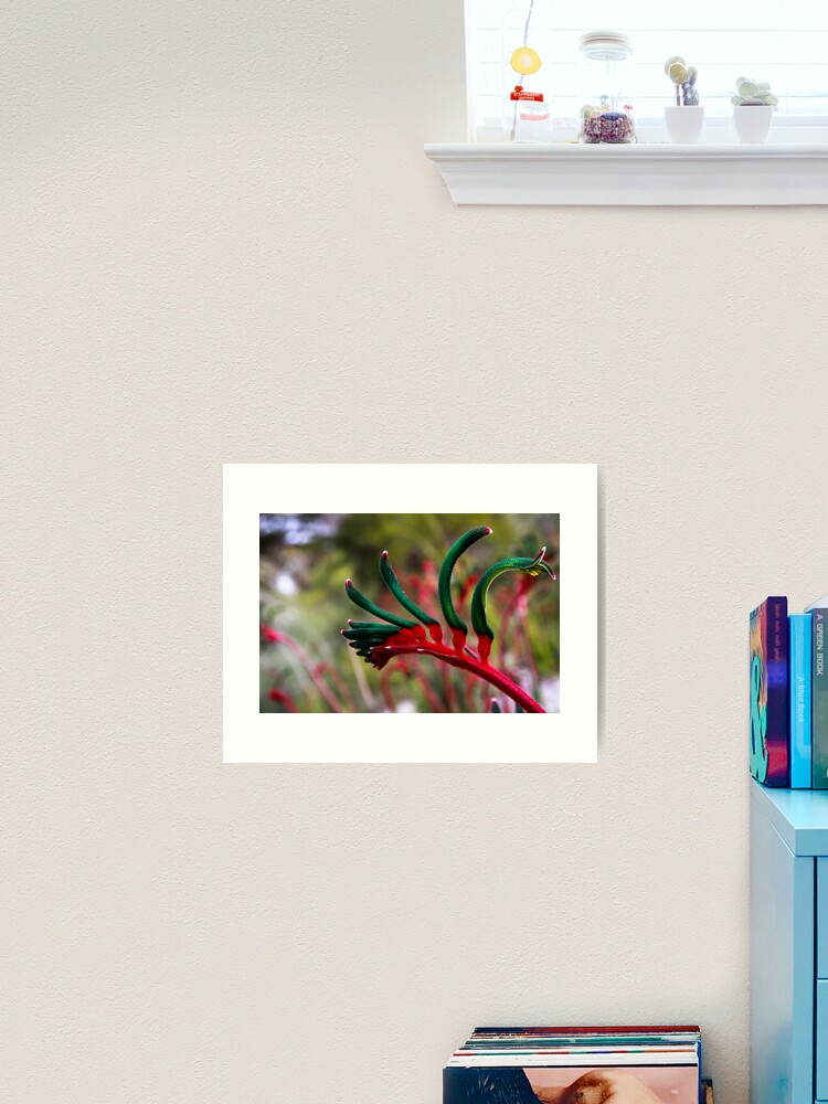 Thumbnail 2 of 3, Art Print, Kangaroo paw designed and sold by mistered.