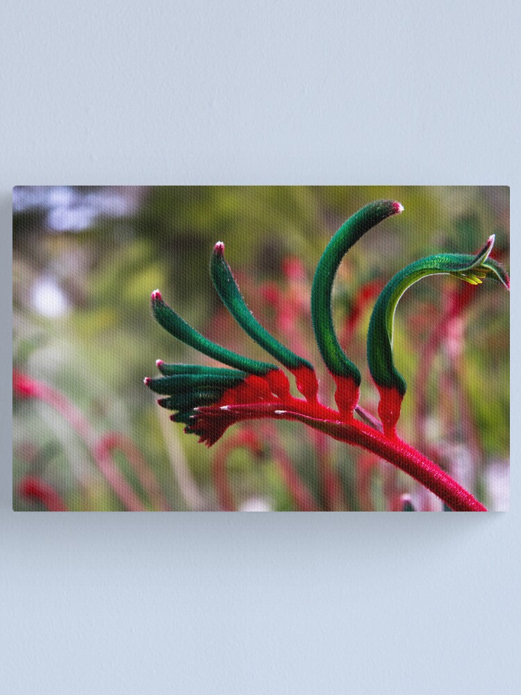 Alternate view of Kangaroo paw Canvas Print