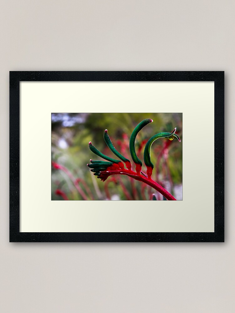 Alternate view of Kangaroo paw Framed Art Print
