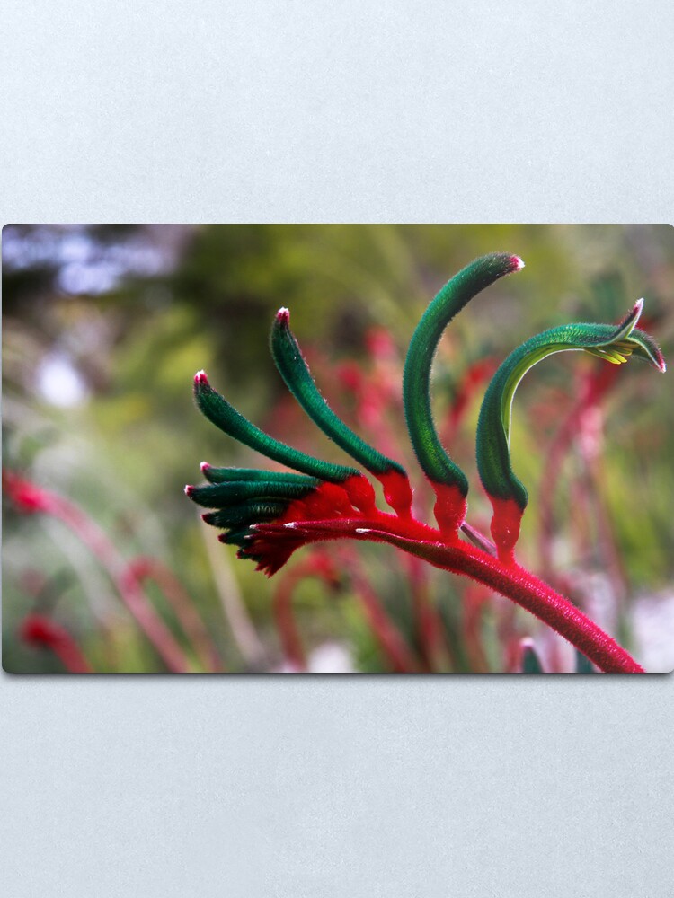 Alternate view of Kangaroo paw Metal Print