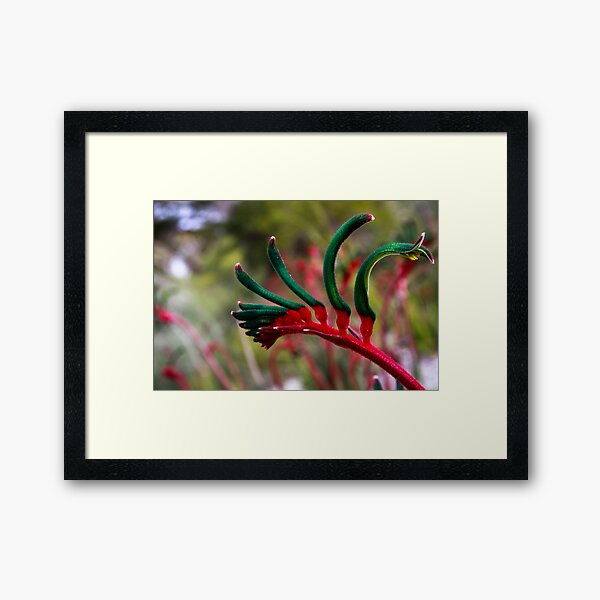Kangaroo paw Framed Art Print