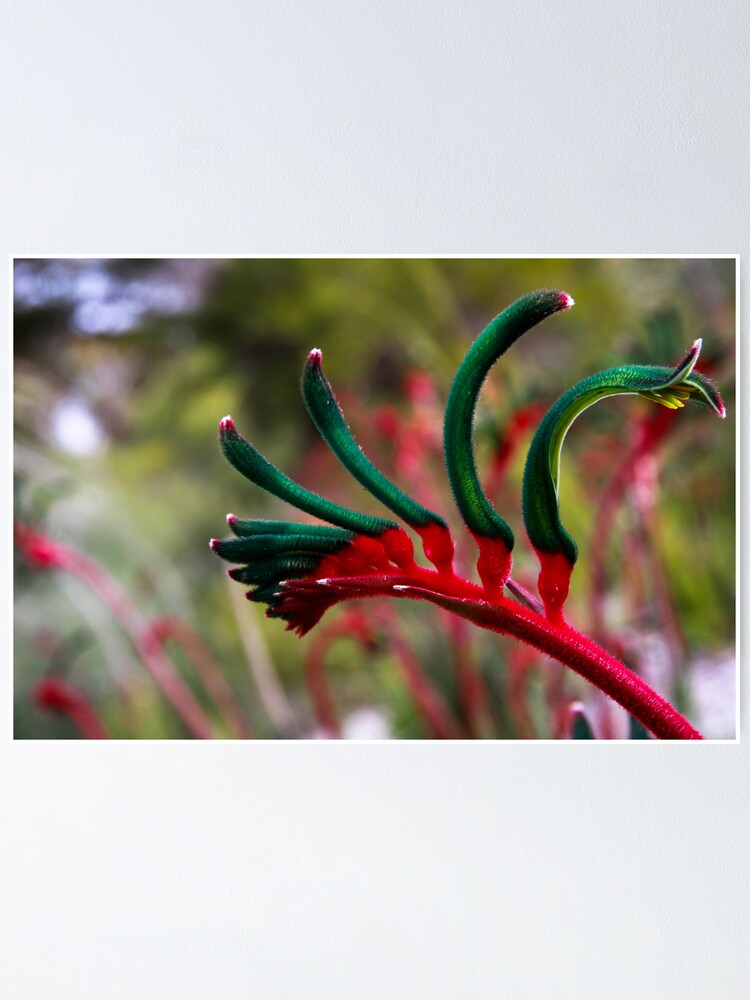 Alternate view of Kangaroo paw Poster