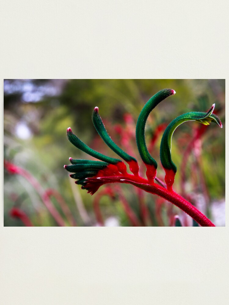 Alternate view of Kangaroo paw Photographic Print
