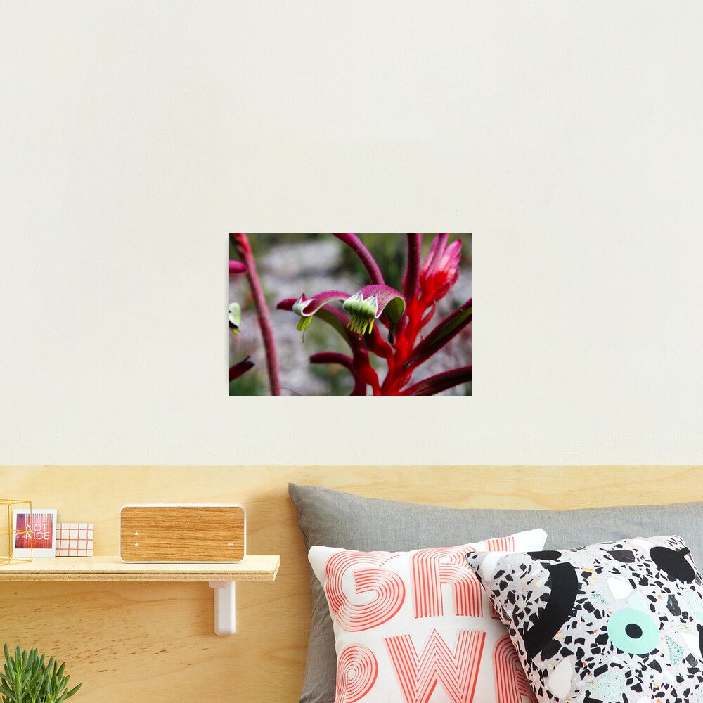 Amazing pink & red Photographic Print