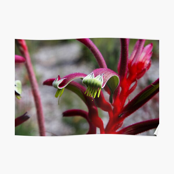 Amazing pink & red Poster