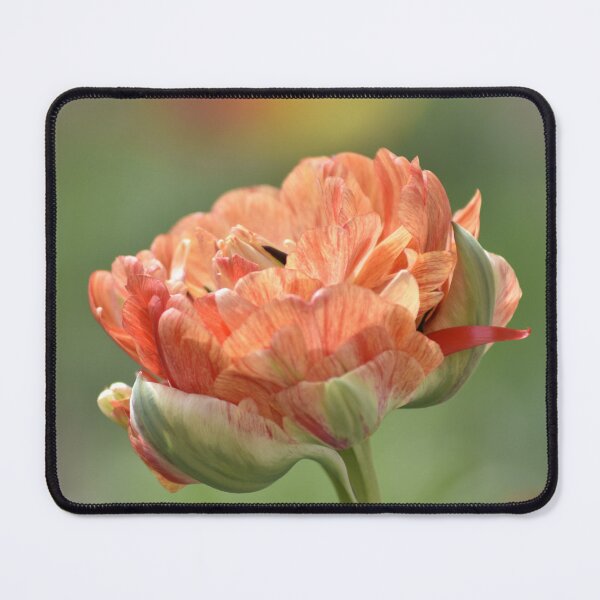 Item preview, Vibrant Double Peony Tulip Bloom designed and sold by Tathata Macro Flowers.