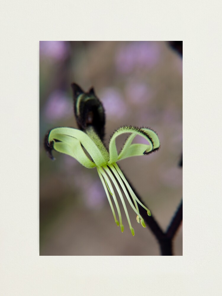 Alternate view of Black as the night Photographic Print