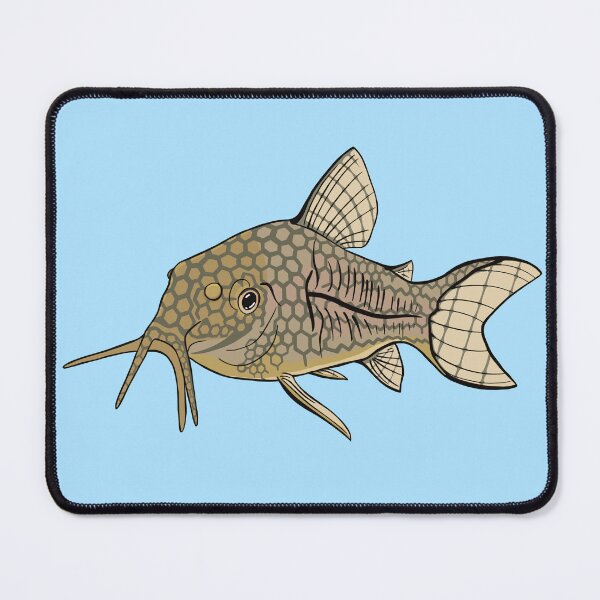 Item preview, Sterbai Corydoras Catfish designed and sold by Kaytertrib.