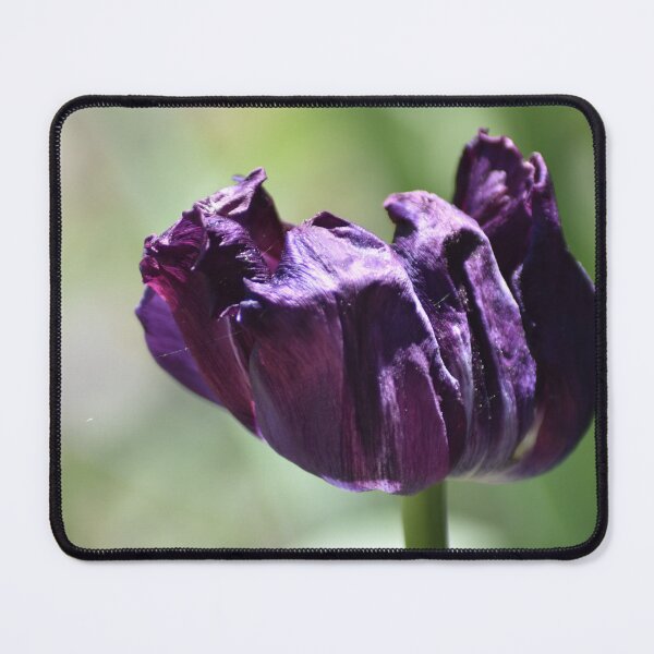 Item preview, Dark Purple Tulip Close Up Photography designed and sold by Tathata Macro Flowers.