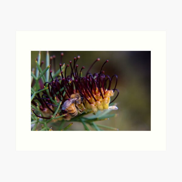 Bee on prikly toothbrushes Art Print