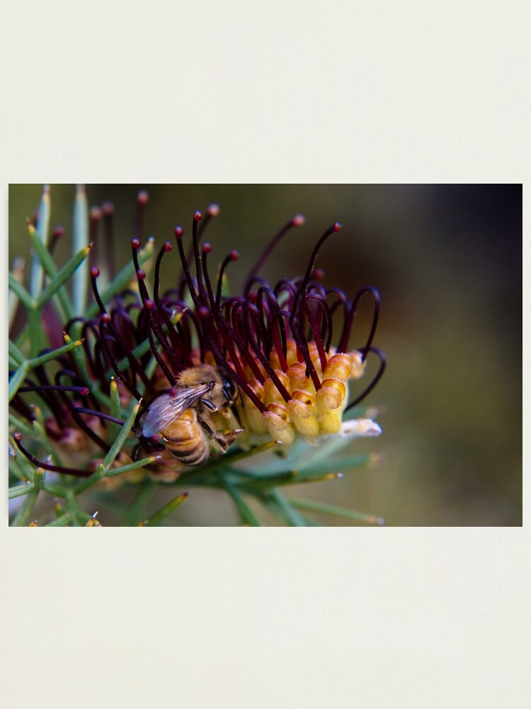 Alternate view of Bee on prikly toothbrushes Photographic Print